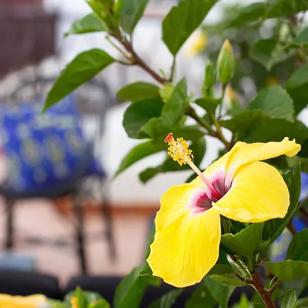 Aminta 3* ラスパルマス・デ・グランカナリア